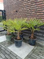 Trachycarpus fortunei (Chinese waaierpalm) winterhard., Ophalen, Volle zon, Palmboom, Minder dan 100 cm