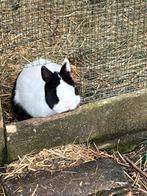 Mooie bonte jonge kleurdwerg nijntjes, Mannelijk, Dwerg