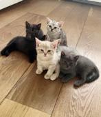 🐾 Stevig en Superlief Nestje Kittens Zoekt een Gouden Mand, Dieren en Toebehoren, Katten en Kittens | Raskatten | Korthaar, Meerdere dieren