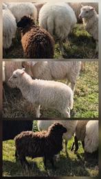 2 mooie jonge skudde ooien, Vrouwelijk, Schaap, 0 tot 2 jaar