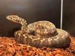 0.0.1 Morelia spilota variegata “Darwin”., Dieren en Toebehoren, Slang, 7 tot 10 jaar