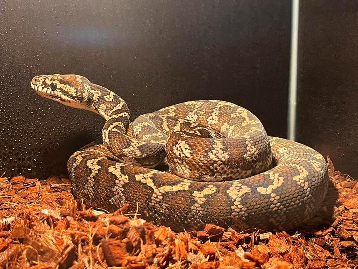 0.0.1 Morelia spilota variegata “Darwin”.