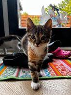 Prachtige kittens, Dieren en Toebehoren, Meerdere dieren, Kortharig, 0 tot 2 jaar