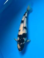 Koi shiro utsuri, Dieren en Toebehoren, Karper of Koi