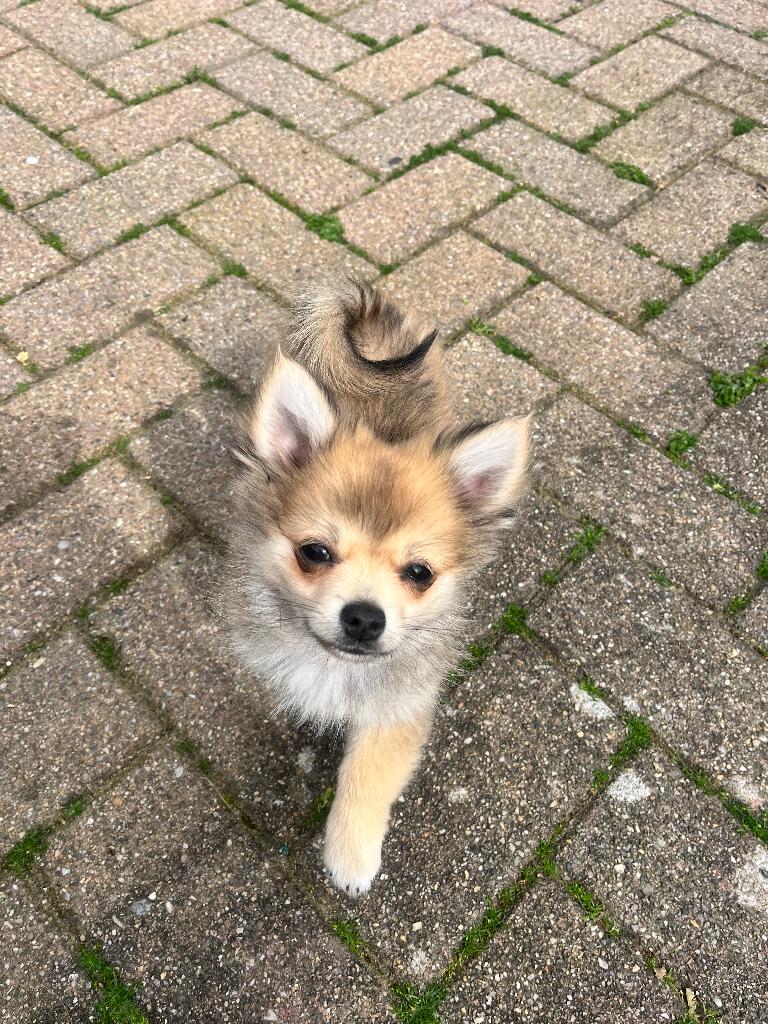 Prachtige pomchi puppy zoekt een  liefdevol thuis., 8 tot 15 weken, Parvo, Meerdere, Nederland
