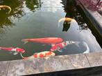 Koi karpers te koop tegen elk aannemelijk bod., Dieren en Toebehoren, Vissen | Vijvervissen, Karper of Koi
