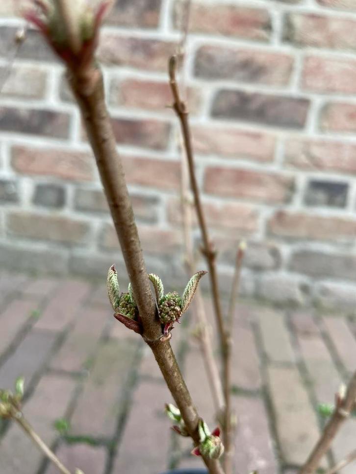 Japanse sneeuwbal (diverse soorten), Tuin en Terras, Planten | Tuinplanten, Vaste plant, Overige soorten, Volle zon, Lente, Ophalen