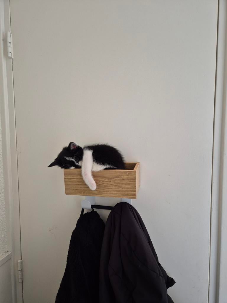 kitten europese korthaar.