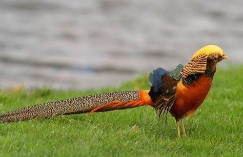 Goudfazanten | Koppels sierlijke kraagfazanten, Meerdere dieren, Overige soorten
