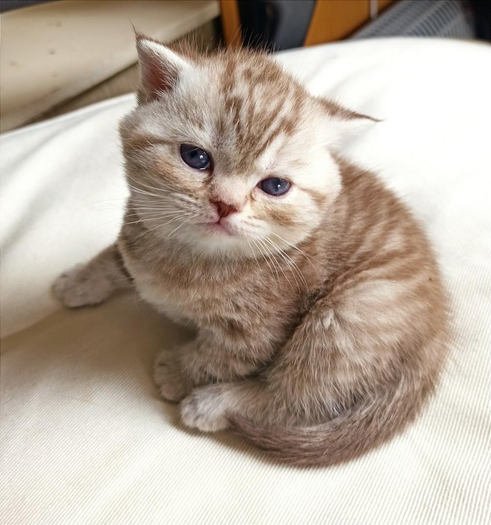 Prachtig poesje en 2 katertjes brits chocolate silver tabby, Dieren en Toebehoren