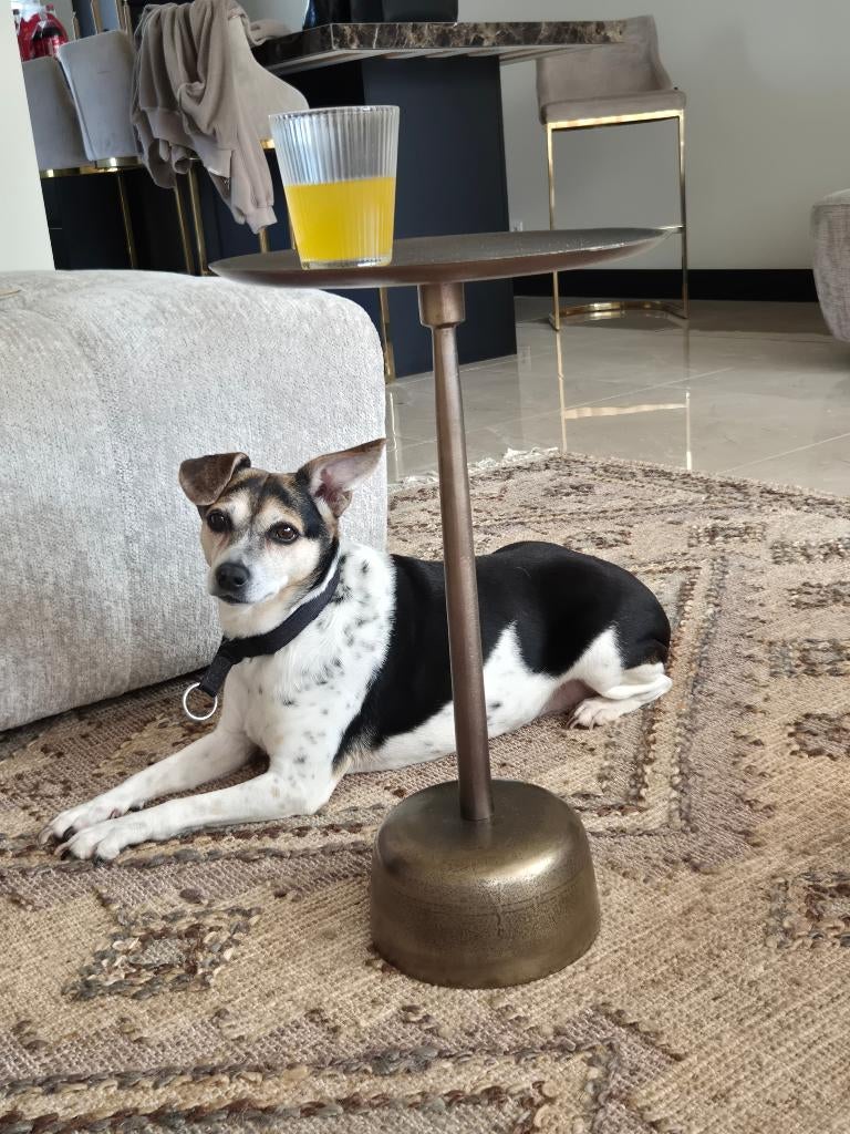 Oude dame zoekt nog goed thuis!!!!, 6 jaar of ouder, Overige rassen, Teef, Parvo