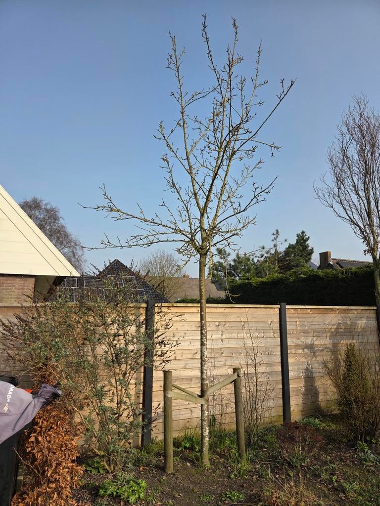 Appelboom, Tuin en Terras, Ophalen, Lente, Volle zon, Appelboom