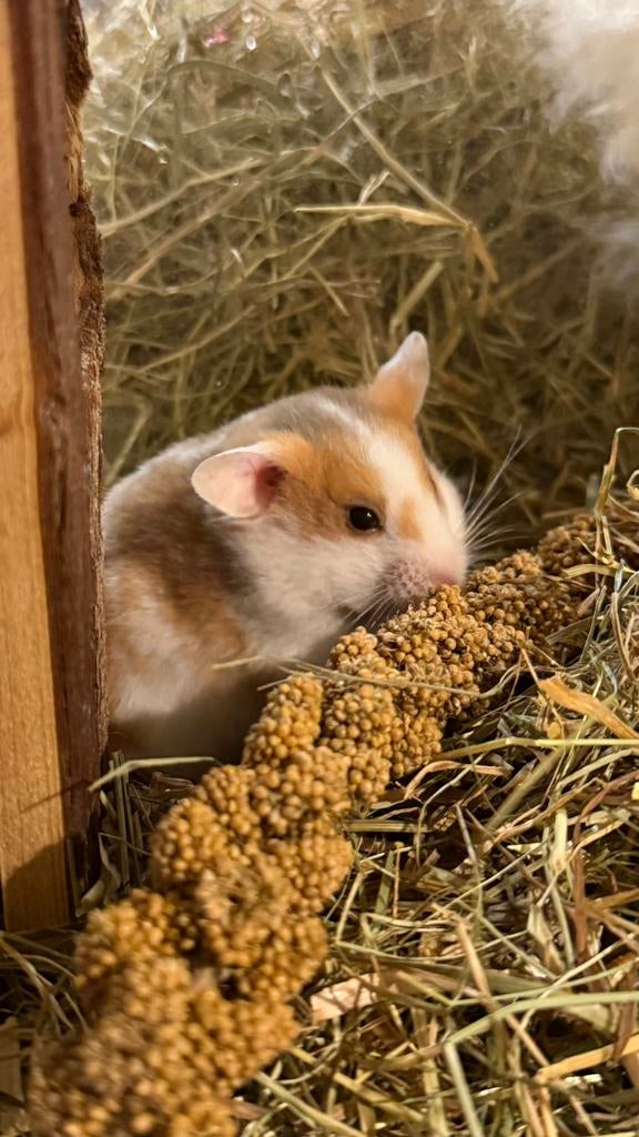 Hamsters, Dieren en Toebehoren, Knaagdieren, Hamster, Januari, Meerdere dieren, Tam