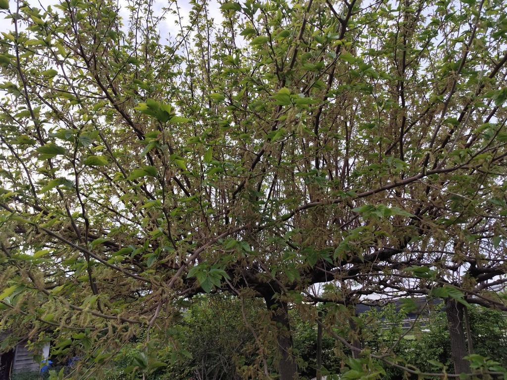 Moerbei bomen, 3 stuks als dak, Ophalen, Volle zon, Overige soorten