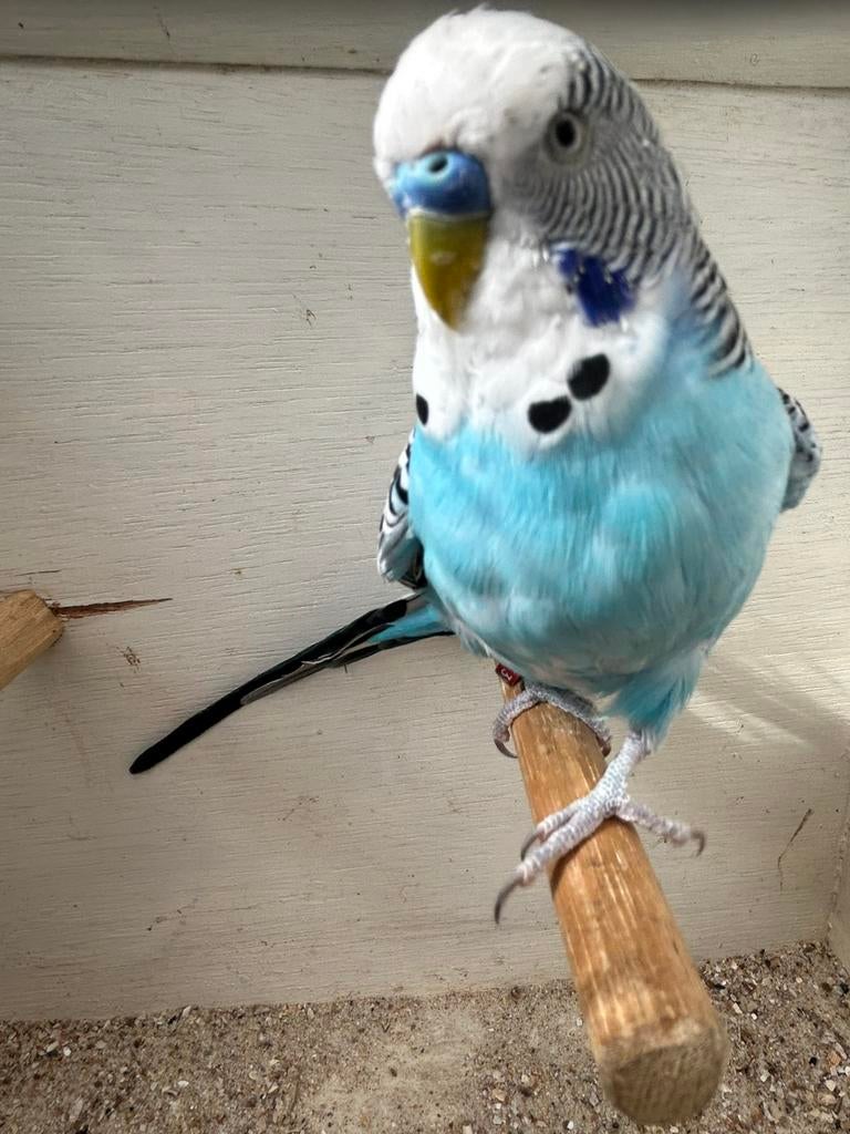 Split Blackface Blackwing, Dieren en Toebehoren, Meerdere dieren, Parkiet