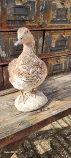 Prachtige Eend, Ophalen of Verzenden, Zo goed als nieuw, Vogel, Opgezet dier