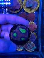 Verschillende koraaltjes, Overige typen, Zoutwatervis