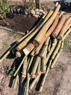 Verse Wilgen hout, Ophalen of Verzenden, Bloeit niet, Volle zon, Overige soorten