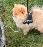 Pomeriaan pup, Dieren en Toebehoren, 15 weken tot 1 jaar, Overige rassen, Teef, Parvo