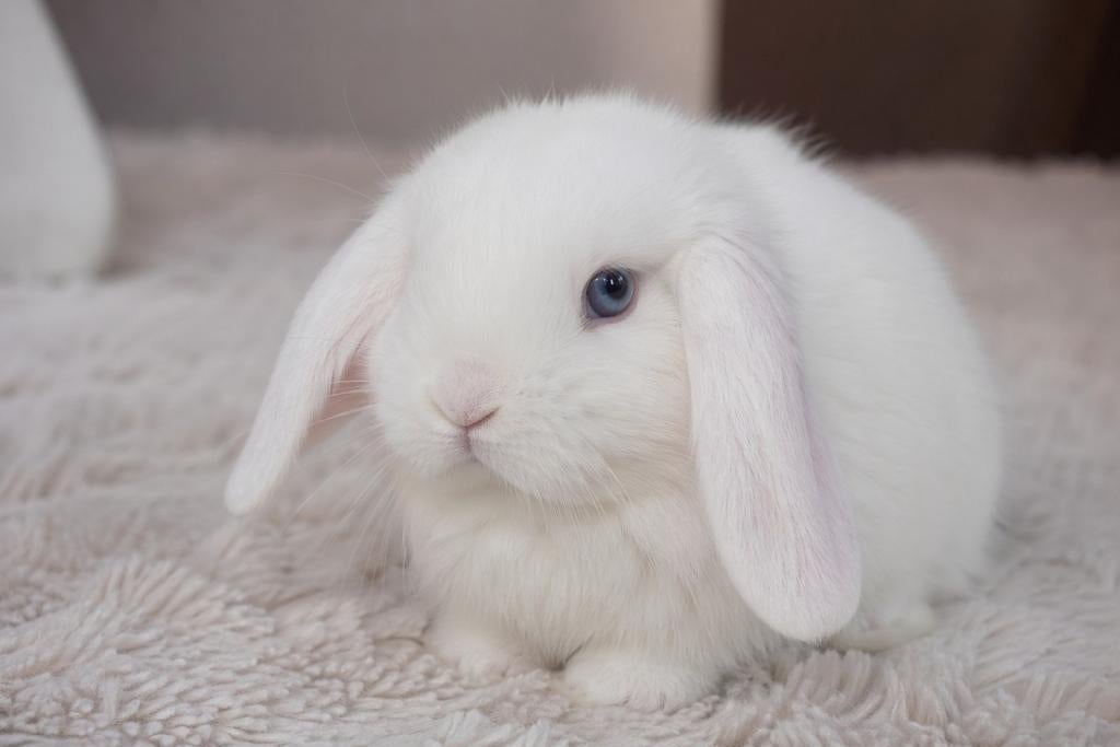 Schattige en handtamme baby hangoortjes zoeken nieuw huisje, Dieren en Toebehoren, Meerdere dieren, Dwerg, Hangoor, 0 tot 2 jaar