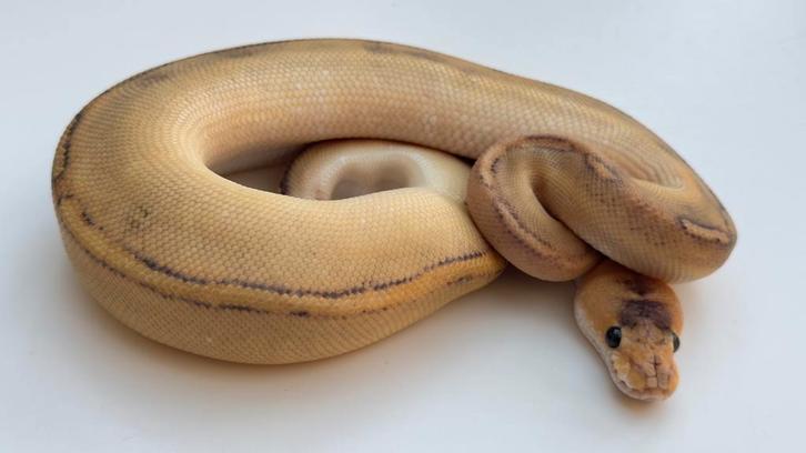 Champagne dh hypo clown vrouwtje ball python Ball Python - female for sale from Morphisticated Ball Pythons