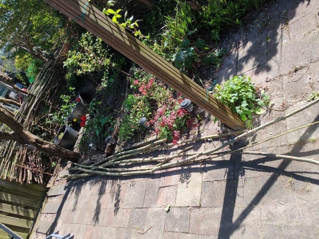 Wilgentakken / wilgentenen, Ophalen