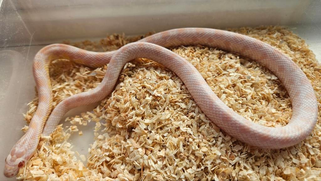 1.0 snow albino pantherophis guttatus Rat Snake - male for sale from Chris