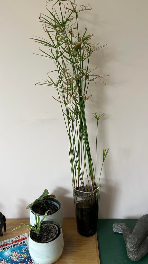 Papyrusplant- parapluplant, 100 tot 150 cm, In pot, Groene kamerplant, Halfschaduw