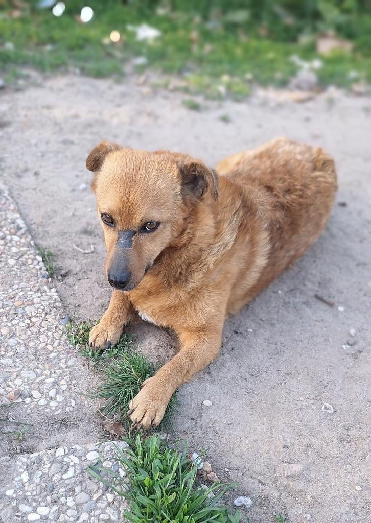 Ter adoptie Bobbi, Dieren en Toebehoren, Honden | Niet-rashonden, Particulier, 1 tot 2 jaar, Buitenland, Teef