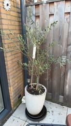 2 olijfbomen incl stenen pot, Volle zon, Bloeit niet, Ophalen of Verzenden, 100 tot 250 cm