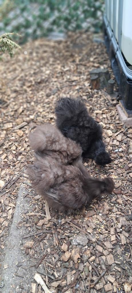 Zijdehoenders, Dieren en Toebehoren, Meerdere dieren, Kip