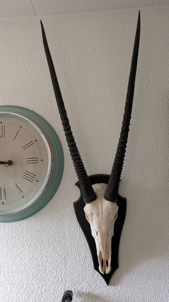 Schedel Oryx, Ophalen of Verzenden, Zo goed als nieuw, Schedel