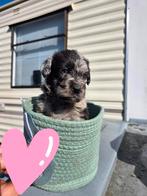 Labradoodle F1 Blue Merle teefje & reutje zoeken gouden mand, Overige rassen, 8 tot 15 weken, Meerdere, Meerdere dieren