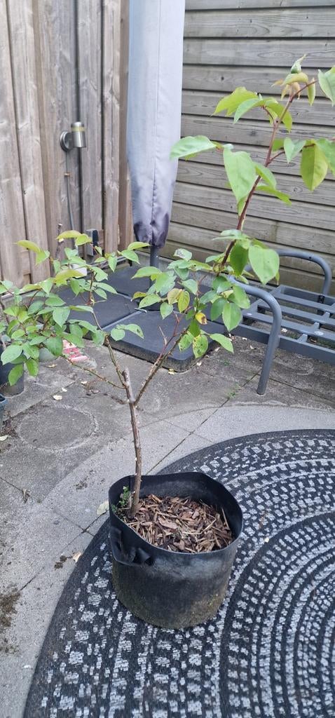 Rozenstruik gele bloem, Tuin en Terras, Planten | Tuinplanten, Ophalen of Verzenden, Overige soorten, Volle zon
