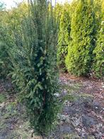Taxus, Ophalen of Verzenden, Overige soorten