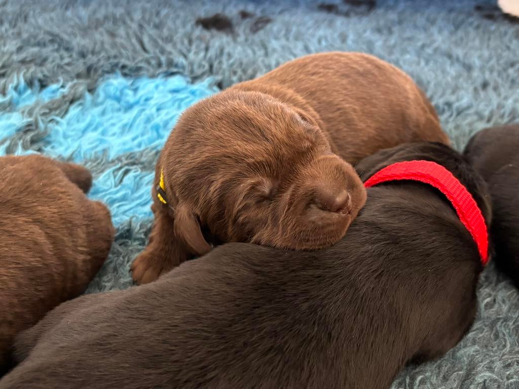 Raszuivere labrador pups, 8 tot 15 weken, Labrador retriever, Meerdere, Meerdere dieren