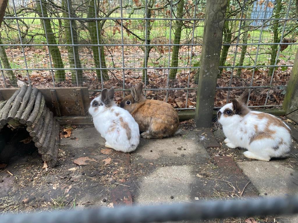 Leuke dwergkonijntjes, Dieren en Toebehoren, Konijnen, Meerdere dieren, Dwerg