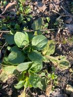 Dag koekoeksbloem, 1 jarige. Biologisch geteeld, Volle zon, Eenjarig, Zomer, Ophalen