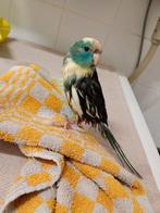tamme kakariki baby te koop, Dieren en Toebehoren, Vogels | Parkieten en Papegaaien, Meerdere dieren, Parkiet, Tam