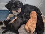 Boomer x Toy poedel puppy's 1 teefje beschikbaar!, Dieren en Toebehoren, Poedel, Parvo, 8 tot 15 weken, Meerdere