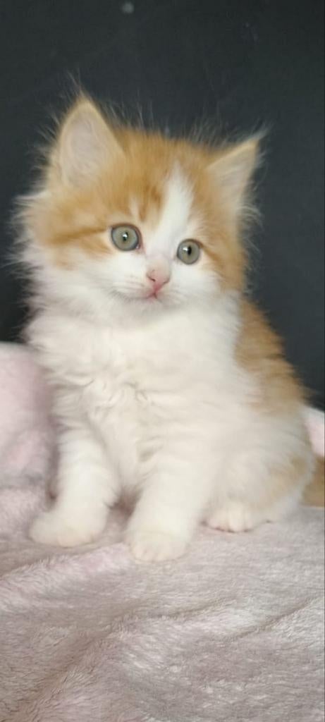 Siberische boskat kittens, Meerdere dieren, Gechipt, 0 tot 2 jaar