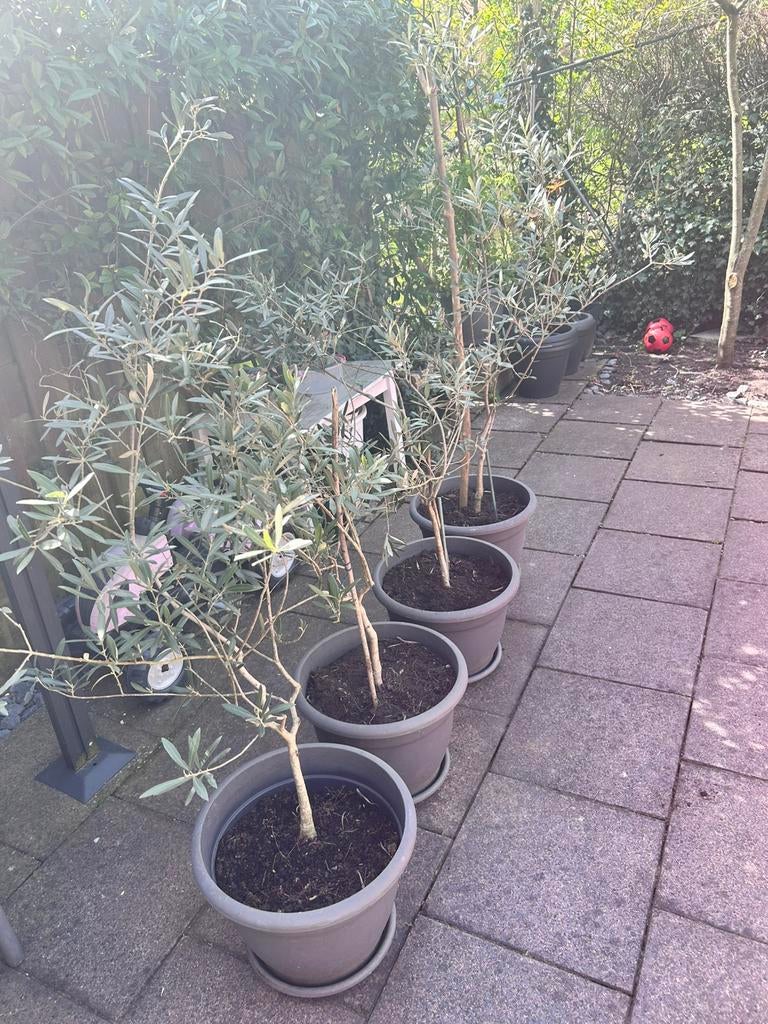 4x olijfboom 5 en half jaar oud, Tuin en Terras, Planten | Bomen, Bloeit niet, 100 tot 250 cm, Olijfboom, Ophalen