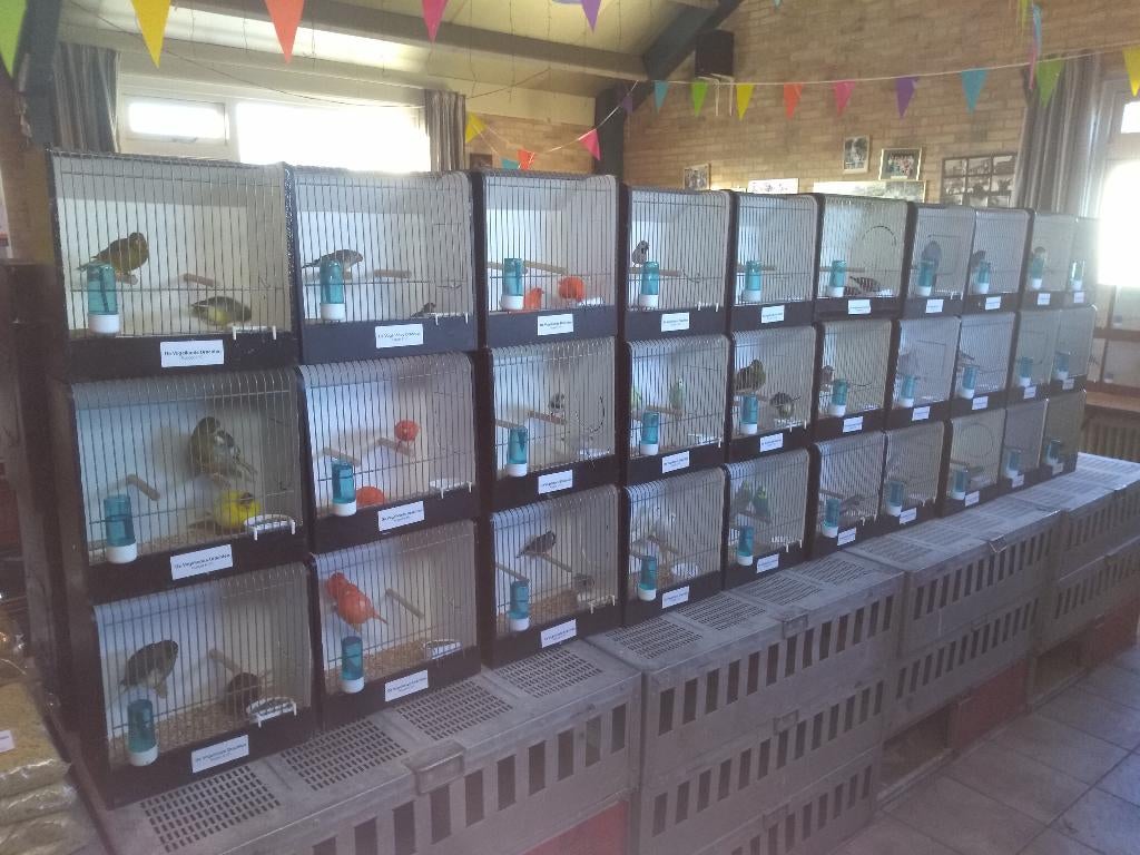 kanarie te koop, Dieren en Toebehoren, Vogels | Kanaries, Meerdere dieren, Kleurkanarie