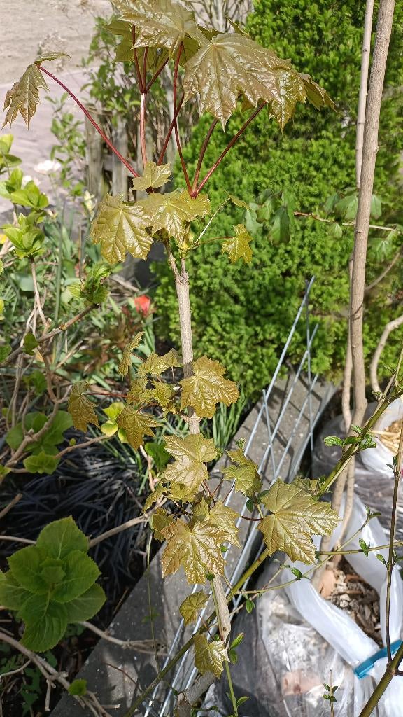 Esdoorn zaailing (1 of 2), Vaste plant, Halfschaduw, Lente, Ophalen