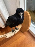 Mooi opgezette roek, Meerdere dieren, Geringd