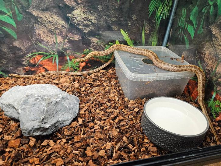 Elaphe Bimaculata Luipaardslang Rat Snake - unknown for sale from TerShop
