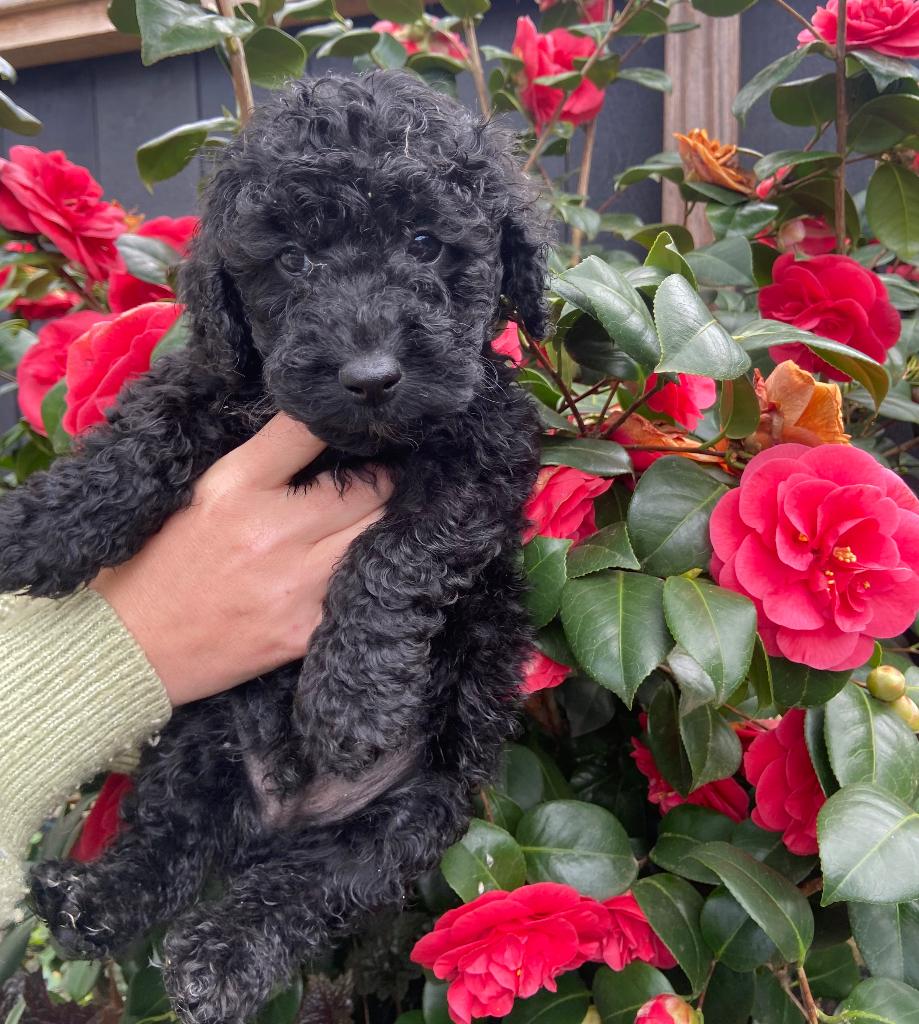 Dwergpoedel  pups, Overige rassen, 8 tot 15 weken, Meerdere, Meerdere dieren