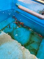 Koi mix 12-15 cm 7 euro pst desgewenst bezorgd aan huis, Karper of Koi
