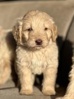 labradoodle pups, Dieren en Toebehoren, Honden | Retrievers, Spaniëls en Waterhonden, Overige rassen, 8 tot 15 weken, Parvo, Meerdere