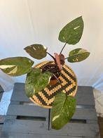 Philodendron Red Anderson - 12cm pot, prachtige kamerplant, Overige soorten, In pot, Minder dan 100 cm, Groene kamerplant